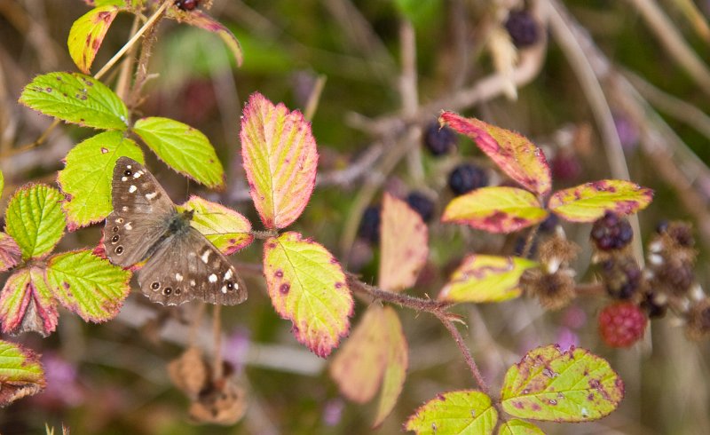 Butterfly on a bramble.jpg